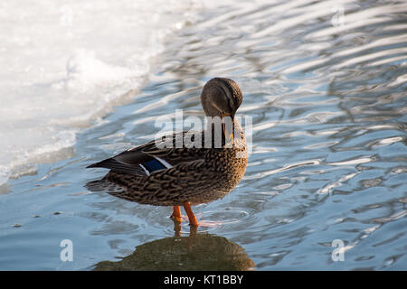 Un canard debout dans l'eau près de la glace d'un étang gelé. Banque D'Images