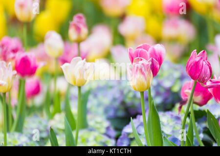 Tulipe rose fleur en jardin Banque D'Images