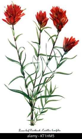 Cette illustration de *Castilleja linariifolia*, également connue sous le nom de pinceau indien à feuilles étroites, a été créée par Mary Vaux Walcott. L'œuvre met en évidence les détails complexes de cette espèce végétale indigène, que l'on trouve couramment dans l'ouest des États-Unis. Banque D'Images
