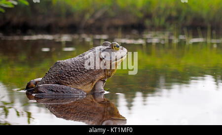 Amérique du Nord bullfrog Banque D'Images