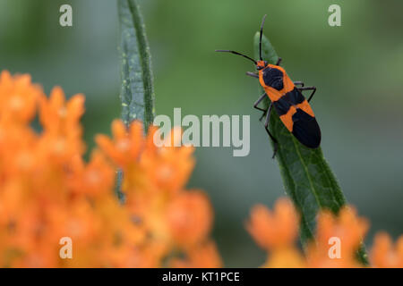 Gros bug d'asclépiade (Oncopeltus fasciatus) sur butterflyweed fleur (Asclepias tuberosa) Banque D'Images