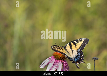 Eastern tiger swallowtail Butterfly (Papilio glaucus) sur l'échinacée Banque D'Images