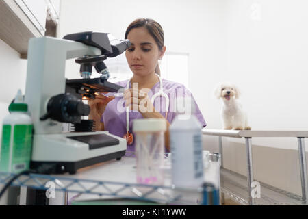 Jeune femme latina travailler comme vétérinaire, vétérinaire au cours de visite. Visite de médecin des animaux animal malade en clinique et à la recherche en microscope. Les gens, emploi, profes Banque D'Images