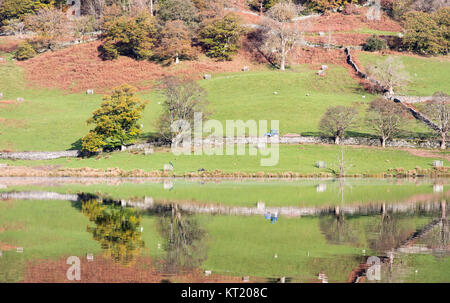 Un champ de moutons et du tracteur sont reflétés à Rydal Water lake en Angleterre's Lake District National Park. Banque D'Images