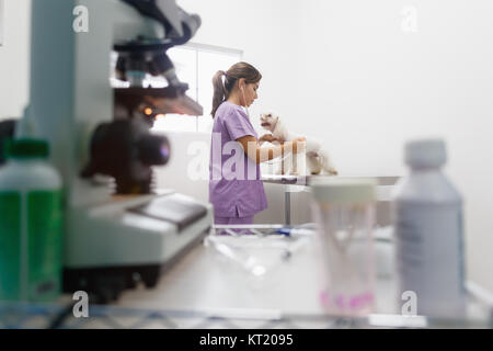 Jeune femme latina travailler comme vétérinaire, vétérinaire au cours de visite. Médecin des animaux malades en pet dans une clinique et contrôle de chien cardiaque. Les gens, emploi, professi Banque D'Images