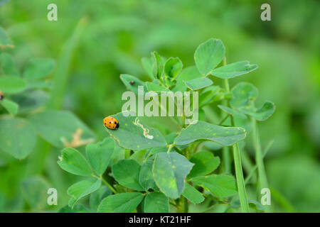 Coccinelle sur l'herbe verte Plus Bachground vert Banque D'Images