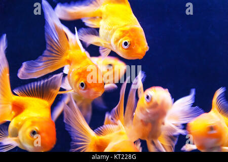 Poisson perroquet Orange natation dans l'aquarium Banque D'Images