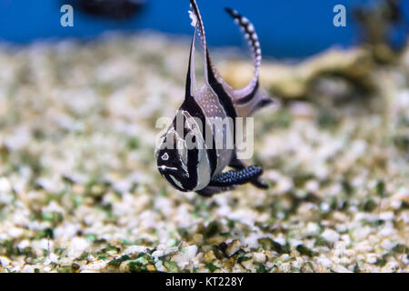 Portrait du poisson bleu Banque D'Images