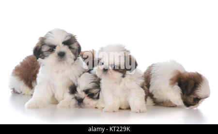 Portée de cinq chiots shih tzu sur fond blanc Banque D'Images