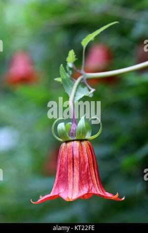 canary bellflower canarina canariensis Banque D'Images