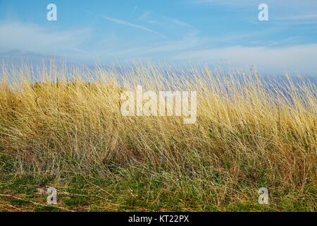 L'automne sec meadow Banque D'Images