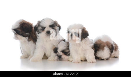 Portée de cinq chiots shih tzu sur fond blanc Banque D'Images