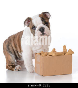 Chiot bouledogue avec une boîte en carton pleine d'ossements Banque D'Images