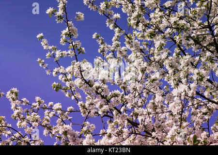 Une direction générale d'Apple Blossoms contre le ciel bleu. Banque D'Images