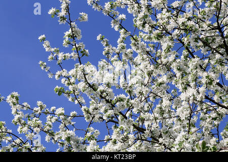 Une direction générale d'Apple Blossoms contre le ciel bleu. Banque D'Images