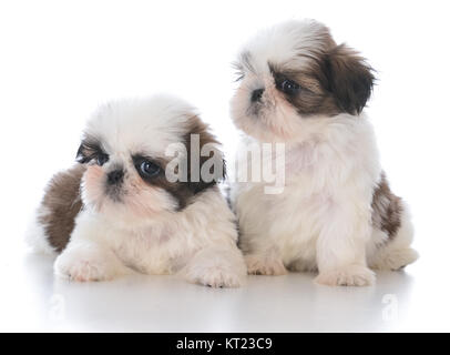 Deux adorables shih tzu chiot la litière sur fond blanc Banque D'Images