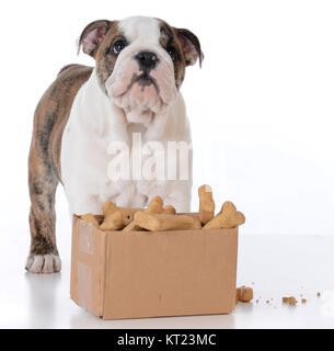 Chiot bouledogue avec une boîte en carton pleine d'ossements Banque D'Images