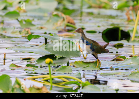 Une femelle Purple Gallinule marche sur les feuilles de nénuphar dans le marais au parc national des Everglades, Floride, Novembre 2017 Banque D'Images