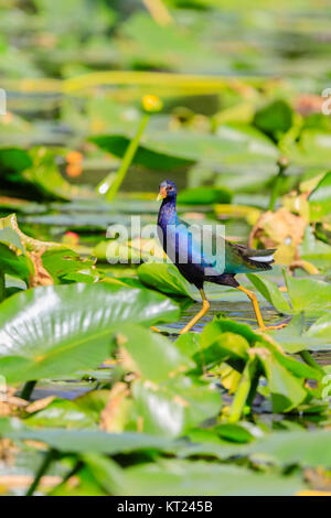 Un homme Purple Gallinule marche sur les feuilles de nénuphar dans le marais au parc national des Everglades, Floride, Novembre 2017 Banque D'Images