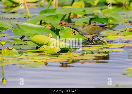 Une femelle Purple Gallinule marche sur les feuilles de nénuphar dans le marais au parc national des Everglades, Floride, Novembre 2017 Banque D'Images