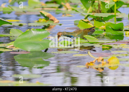 Une femelle Purple Gallinule marche sur les feuilles de nénuphar dans le marais au parc national des Everglades, Floride, Novembre 2017 Banque D'Images