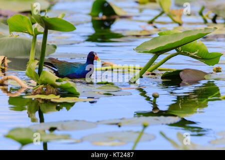 Un homme Purple Gallinule marche sur les feuilles de nénuphar dans le marais au parc national des Everglades, Floride, Novembre 2017 Banque D'Images