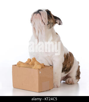 Chiot bouledogue avec une boîte en carton pleine d'ossements Banque D'Images