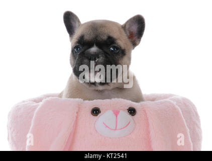 Cinq semaines chiot bouledogue français à l'intérieur d'un lapin en peluche Banque D'Images