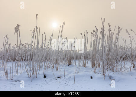 En hiver le lac Comana Banque D'Images