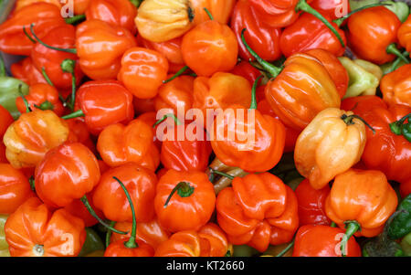 Sweet hot chili habanero peppers orange close up Banque D'Images