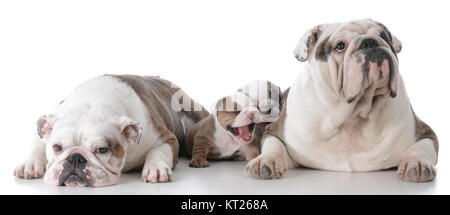 Père et mère bouledogue avec leurs chiots Banque D'Images