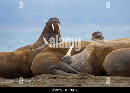 Groupe d Les morses mâles (Odobenus rosmarus) reposant sur la plage au Phippsøya dans Sjuøyane, archipel au nord de Nordaustlandet, Svalbard, Norvège Banque D'Images