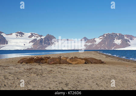 Groupe d Les morses mâles (Odobenus rosmarus) reposant sur la plage au Phippsøya dans Sjuøyane, archipel au nord de Nordaustlandet, Svalbard, Norvège Banque D'Images