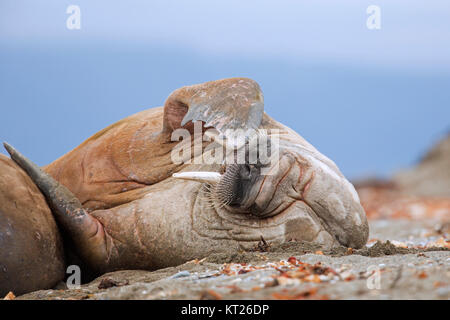 Le morse (Odobenus rosmarus mâle) reposant sur la plage et en se grattant la tête avec scène flipper, Svalbard, Norvège Spitzberg / Banque D'Images