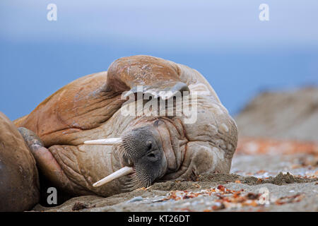 Le morse (Odobenus rosmarus mâle) reposant sur la plage et en se grattant la tête avec scène flipper, Svalbard, Norvège Spitzberg / Banque D'Images