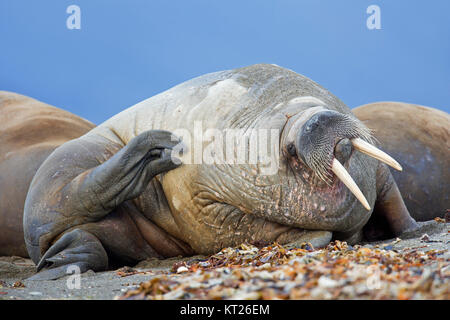 Le morse (Odobenus rosmarus mâle) reposant sur la plage et de se gratter la peau avec hind flipper, Svalbard, Norvège Spitzberg / Banque D'Images