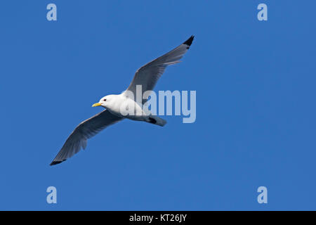 La mouette tridactyle (Rissa tridactyla) en vol sur fond de ciel bleu Banque D'Images