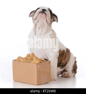 Chiot bouledogue avec une boîte en carton pleine d'ossements Banque D'Images