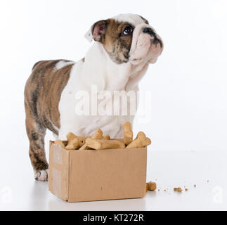 Chiot bouledogue avec une boîte en carton pleine d'ossements Banque D'Images