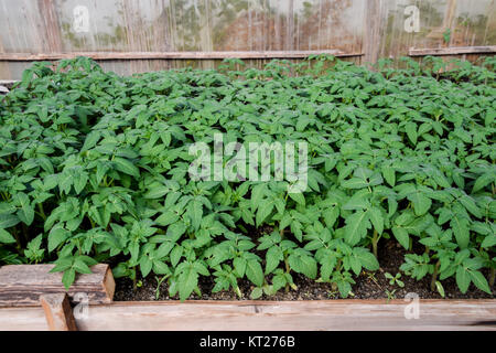 Les semis de tomates. La culture des tomates dans la serre. Seedlin Banque D'Images