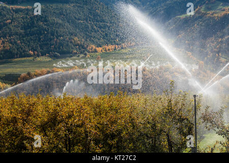 Les vergers sous irrigation en automne près de Silandro, Tyrol du Sud, Italie, Europe. Banque D'Images