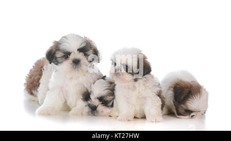 Portée de cinq chiots shih tzu sur fond blanc Banque D'Images