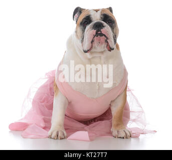 Femelle bulldog Anglais wearing tutu rose sur fond blanc Banque D'Images