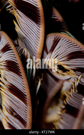 FEATHER STAR CLOSE UP Banque D'Images