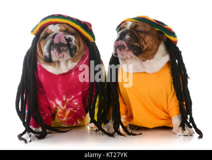 Deux bulldogs anglais avec des dreadlocks sur fond blanc Banque D'Images