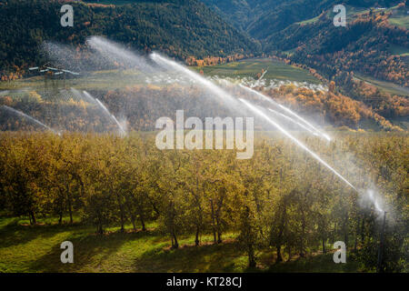 Les vergers sous irrigation en automne près de Silandro, Tyrol du Sud, Italie, Europe. Banque D'Images