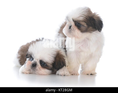 Deux adorables shih tzu chiot la litière sur fond blanc Banque D'Images