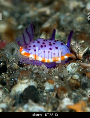 Nudibranches colorés SUR MER Banque D'Images