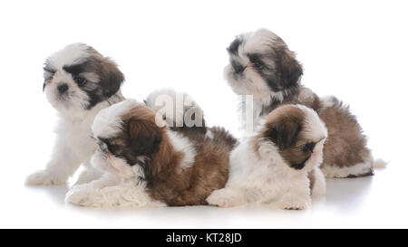 Portée de cinq chiots shih tzu sur fond blanc Banque D'Images