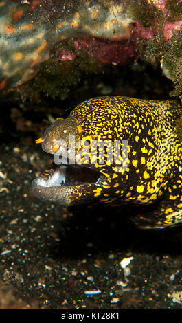 SNOWFLAKE MOREY ANGUILLE (ECHIDNA NEBULOSA) Banque D'Images